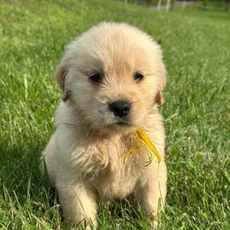 Fawn (Yellow) - Golden female Golden Retriever puppy in Franklin, West Virginia from Wildmour K9