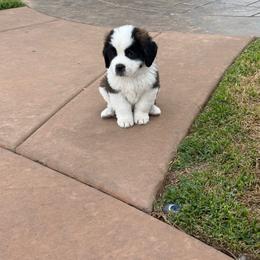 Purple collar - Brown and white female Saint Bernard puppy in Ramona, California from Buendias Ranch Saint Bernards & Bernese Mountain Dogs