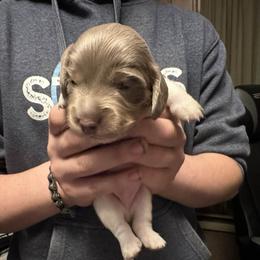 Boy 1 - Fawn (isabella) and cream male Dachshund puppy in Oelwein, Iowa from Shaffer Dachshunds