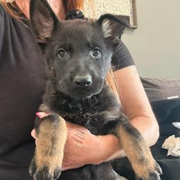 Purple collar - Bi-color female German Shepherd puppy in Canterbury, Connecticut from Nachtwaechter German Shepherds, LLC