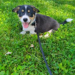 Pembroke Welsh Corgi Puppies from McGovern Family Corgis