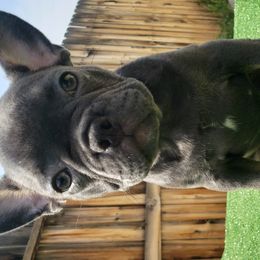 Aaliyah - French Bulldog puppy in California from Havaneses de Santillan