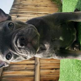 Aaliyah - French Bulldog puppy in California from Havaneses de Santillan