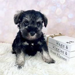 Green collar - Salt and pepper male Miniature Schnauzer puppy in Springfield, Tennessee from My Lovable Schnauzers