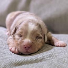 Rusty - Red merle male Miniature Australian Shepherd puppy in Crockett, Texas from Pleasant Grove Aussies