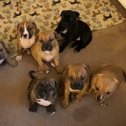 American Pit Bull Terrier Puppies from Floss Dog Kennels