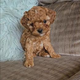 Tina - Red female Cavapoo puppy in Blackfoot, Idaho from Rocky Desert Goldens and Cavaliers