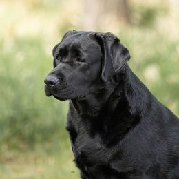 Labrador Retrievers from Westport Labradors