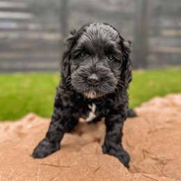 Phineas - Black and chalk male Australian Labradoodle puppy in Damascus, Oregon from Emma Doodles