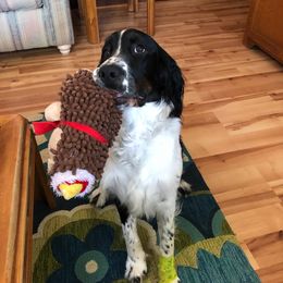 English Springer Spaniel Puppies from 31 Pines Springers & Retrievers