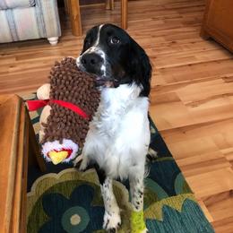English Springer Spaniel Puppies from 31 Pines Springers & Retrievers