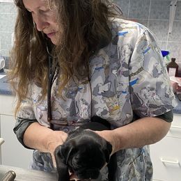 Pug Puppies from E's Pugs
