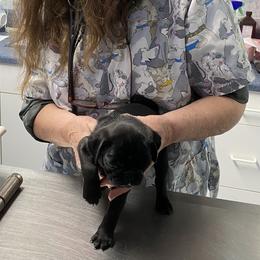 Pug Puppies from E's Pugs