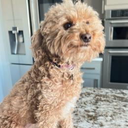 Chanel - Poodle