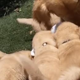 Golden Retrievers from Ray of Sunshine Retrievers