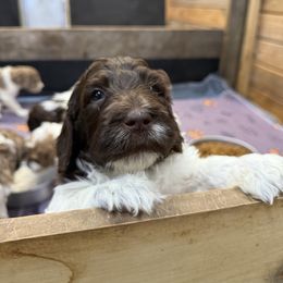 Jerry - male Newfypoo puppy in San Antonio, Texas from Mammoth Doodles