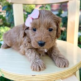 Autumn - Red  female Goldendoodle puppy in Mapleton, Utah from Skyridge Doodles