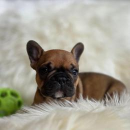 (M3) Gains - Fawn and white male French Bulldog puppy in Springfield, Missouri from #1 Frenchies aka Nokie's Bullies