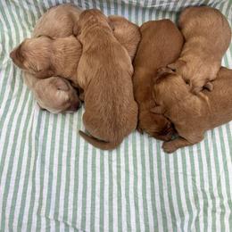 1 - Golden male Golden Retriever puppy in Denton, Maryland from Golden Horse Farm