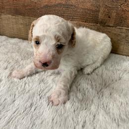 Beau - Parti male Poodle puppy in Haddam, Kansas from Golden B Acres