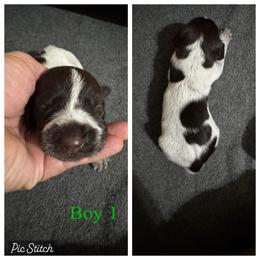 Benjen - Liver and white male German Wirehaired Pointer puppy in Kentucky from Triple Springs Farm