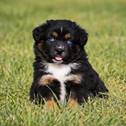 Onyx - Black tri male Miniature Australian Shepherd puppy in Lowgap, North Carolina from Baileys Mini Aussies