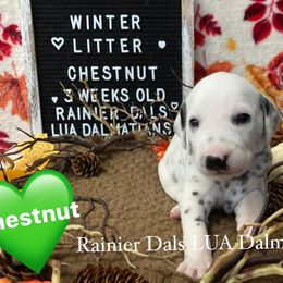 Girl 2 - White and black female Dalmatian puppy in Joshua, Texas from Rainier DALS LUA Dalmatians
