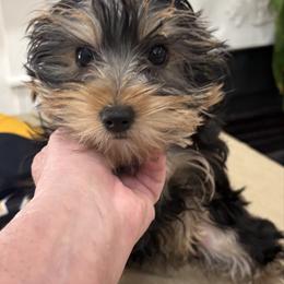 Riley - Black and tan female Yorkshire Terrier puppy in Chesapeake, Virginia from Your Key Breeder
