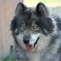 Echo - Siberian Husky