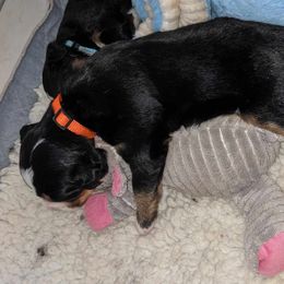 Bernese Mountain Dog Puppies from Baby Bear Bernese Kennel