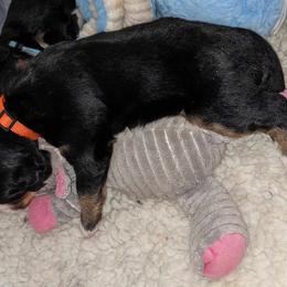 Bernese Mountain Dog Puppies from Baby Bear Bernese Kennel