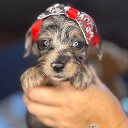 Magnolia (Dapple female) - Brindle female Companion Cross puppy in Waldron, Arkansas from Kay’s Cutie Poos