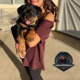 Rottweiler Puppies from Von Der Hing Rottweilers