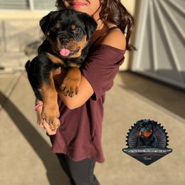 Rottweiler Puppies from Von Der Hing Rottweilers