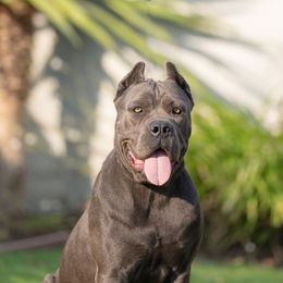 Glacier - Cane Corso