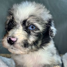 Girl 1 - Blue merle Australian Shepherd puppy in Paint Rock, Alabama from Kotah’s Kennels
