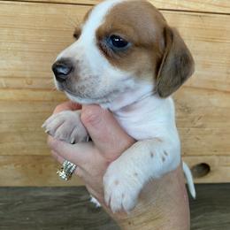 Boy 3 - Piebald male Dachshund puppy in Sedgewickville, Missouri from Heritage Boerboels