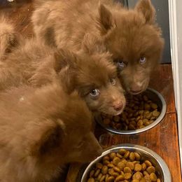 Pomsky Puppies from Capital Pomsky