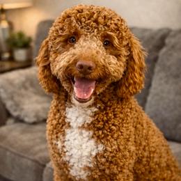 Teddy - Red  male Goldendoodle puppy in Lancaster, California from Kid's Best Doodle