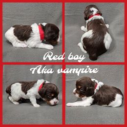 Vampire - Liver white and orange male Brittany puppy in Osseo, Wisconsin from On Fire Brittanys