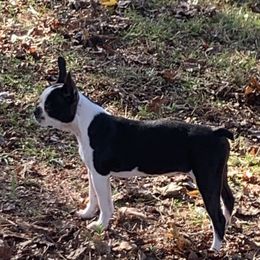 Piper - Boston Terrier