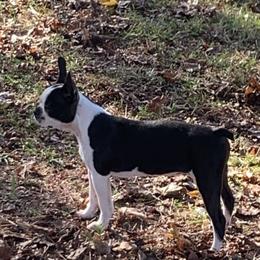 Piper - Boston Terrier