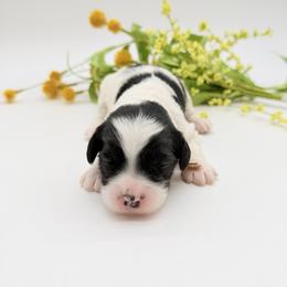 Indie - Black and chalk female Australian Labradoodle puppy in Denton, Texas from Dignity Labradoodles