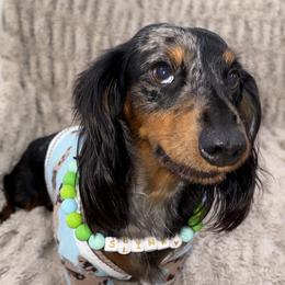 Slinky - Dachshund