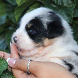 Reese - Blue merle female Miniature Australian Shepherd puppy in Goliad, Texas from Sassy Lil Aussies and Diamond W Poodles