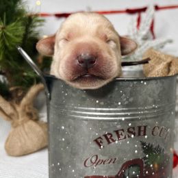 Frosty - Yellow male Labrador Retriever puppy in Carthage, North Carolina from Wicked Pines Retrievers