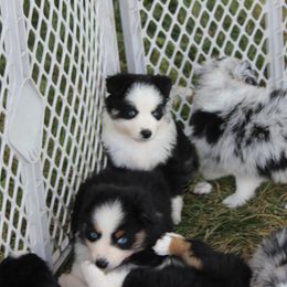 Australian Shepherd Puppies from Westrip Angus & Aussies