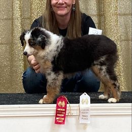 Miniature Australian Shepherd and Toy Australian Shepherd Puppies from Caprock Mini & Toy Aussies