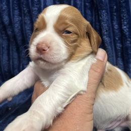 Boy 3 - male Brittany puppy in Port Crane, New York from Red Truck Brittanys