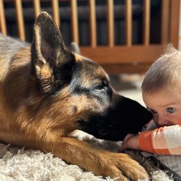 German Shepherd Puppies from AceHaven Canines
